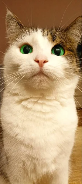 Retrato Editado Belo Gato Multicolorido Com Olhos Verdes Extras — Fotografia de Stock