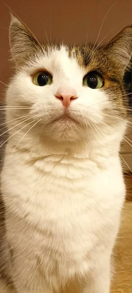 Πορτρέτο Μιας Όμορφης Πολύχρωμης Γάτας Χωρίς Καμία Επεξεργασία — Φωτογραφία Αρχείου