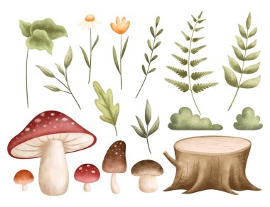 Orman Bitkilerinin Suluboya Resimleri Yaprakları ve Mantarları