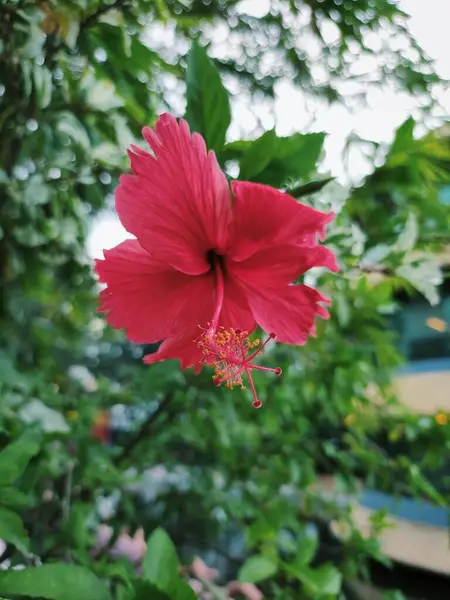 Yeşil Yapraklar Arkaplanlı Tam Çiçekli Kırmızı Hibiscus Çiçeğinin Yakın Çekimi.