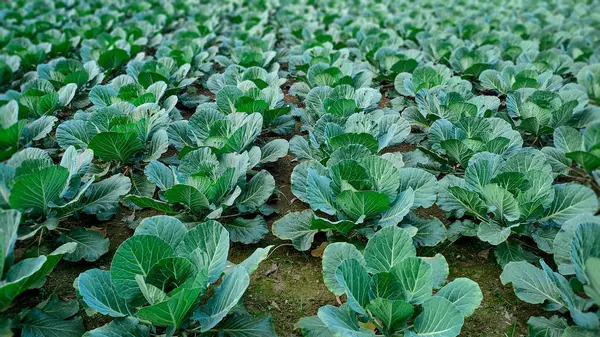 Canlı yeşil lahana tarlası hasat için hazır..