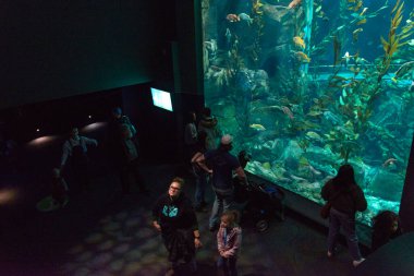 Toronto, ON, Kanada - 18 Kasım 2022: İnsanlar egzotik tropikal akvaryuma bakıyor