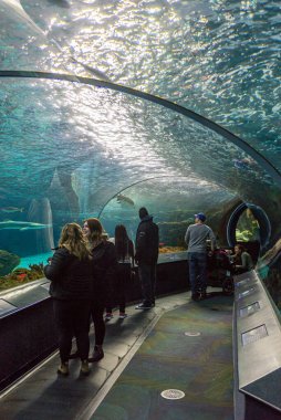 Toronto, ON, Kanada - 18 Kasım 2022 Toronto Akvaryumu 'nun sualtı manzaralı tünellerine bakın