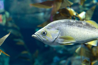 Toronto, ON, Kanada - 18 Kasım 2022: Egzotik tropikal akvaryuma bakın