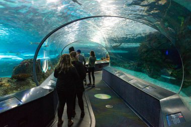 Toronto, ON, Kanada - 18 Kasım 2022 Toronto Akvaryumu 'nun sualtı manzaralı tünellerine bakın
