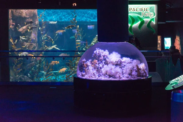 Toronto Canada November 2022 View Exotic Tropical Fish Tank — Stock Photo, Image