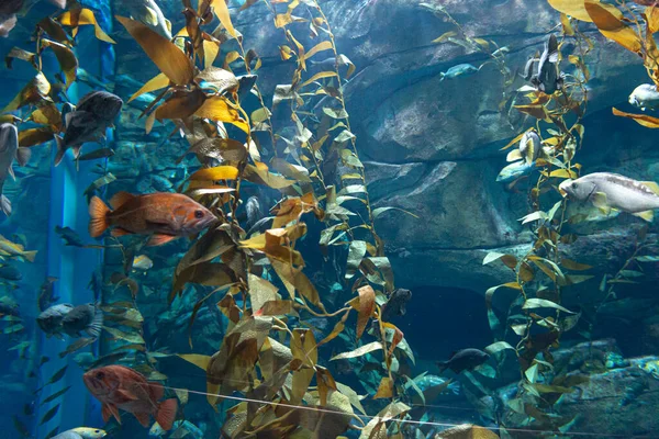 Toronto Kanada Listopad 2022 Zobrazit Exotické Tropické Akvárium — Stock fotografie