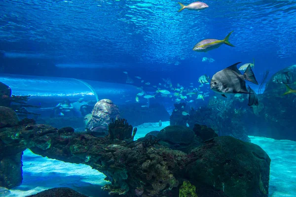 Toronto Canada Novembre 2022 Des Gens Regardent Aquarium Exotique Poissons — Photo
