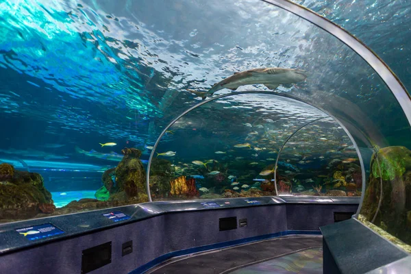 Торонто Штат Огайо Канада Ноября 2022 Года Вид Подводные Живописные — стоковое фото