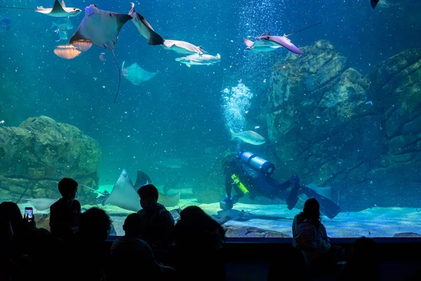 加拿大多伦多 2022年11月18日 在里普利水族馆的一场水上表演中 观摩潜水者形象的游客 — 图库照片