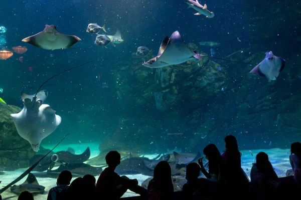 カナダのトロント 11月18 2022 リプリーの水族館での水生ショー中にダイバーを見てシルエットの観光客 — ストック写真