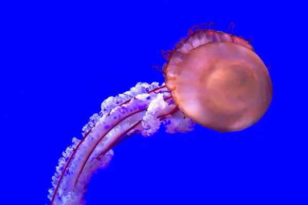 Toronto Canada November 2022 View Exotic Jellyfishes Toronto Ripley Aquarium — Stock Photo, Image