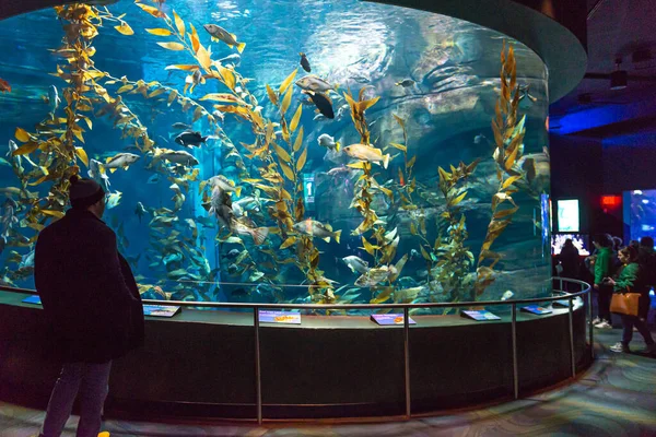 加拿大多伦多 2022年11月18日 人们观看奇异的热带鱼缸 — 图库照片