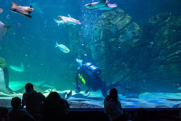加拿大多伦多 2022年11月18日 在里普利水族馆的一场水上表演中 观摩潜水者形象的游客 — 图库照片