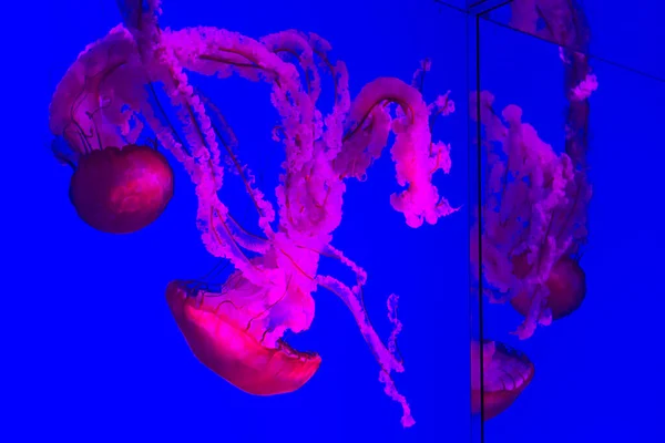 Toronto Canadá Noviembre 2022 Ver Exótico Jellyfishes Toronto Ripley Aquarium — Foto de Stock