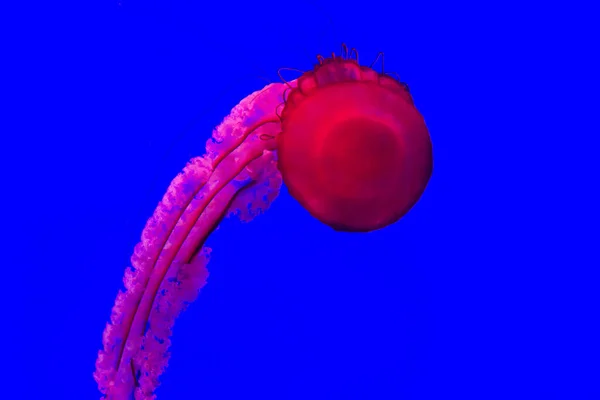 Toronto Canadá Noviembre 2022 Ver Exótico Jellyfishes Toronto Ripley Aquarium — Foto de Stock