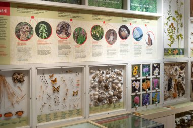 Toronto, ON, Kanada - 20 Kasım 2022: Kraliyet Ontario Müzesinde sergiler