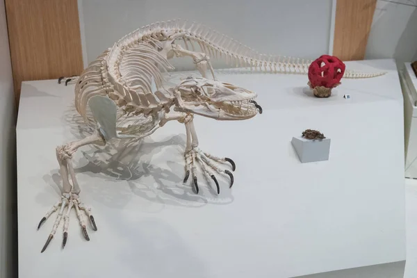 Toronto Canadá Novembro 2022 Lizard Sceleton Exibit Royal Ontario Museum — Fotografia de Stock