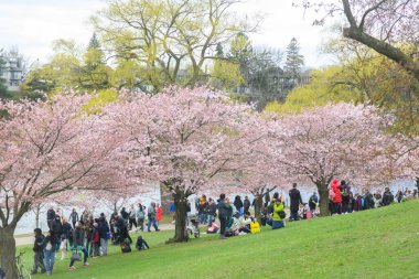 Toronto, ON, Kanada 21 Nisan 2024: High Park 'ta kiraz çiçeklerinin tadını çıkaran insanlar (ve rahatlama).