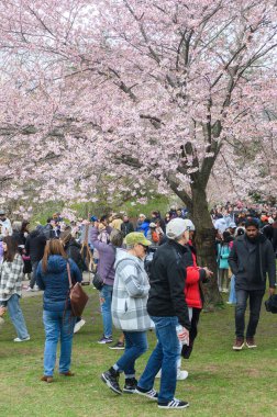 Toronto, ON, Kanada 21 Nisan 2024: High Park 'ta kiraz çiçeklerinin tadını çıkaran insanlar (ve rahatlama).