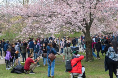 Toronto, ON, Kanada 21 Nisan 2024: İnsanlar High Park 'ta beyaz ve pembe çiçekli kiraz ağacı dallarının fotoğraflarını çekiyor.