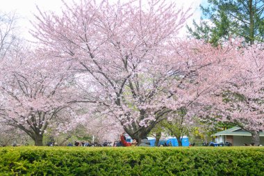 Toronto, ON, Kanada 21 Nisan 2024: High Park 'ta kiraz çiçeklerinin tadını çıkaran insanlar (ve rahatlama).