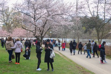 Toronto, ON, Canada  April  21, 2024: people enjoying cherry blossom viewing (and relaxation) in High Park. clipart