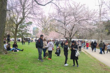 Toronto, ON, Kanada 21 Nisan 2024: High Park 'ta kiraz çiçeklerinin tadını çıkaran insanlar (ve rahatlama).