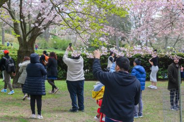 Toronto, ON, Kanada 21 Nisan 2024: İnsanlar High Park 'ta beyaz ve pembe çiçekli kiraz ağacı dallarının fotoğraflarını çekiyor.