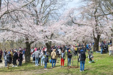 Toronto, ON, Kanada 21 Nisan 2024: High Park 'ta kiraz çiçeklerinin tadını çıkaran insanlar (ve rahatlama).