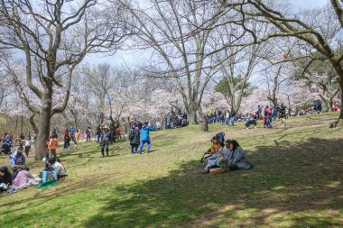 Toronto, ON, Kanada 21 Nisan 2024: İnsanlar High Park 'ta beyaz ve pembe çiçeklerle kiraz ağacı dallarının altında piknik yapıyorlar.