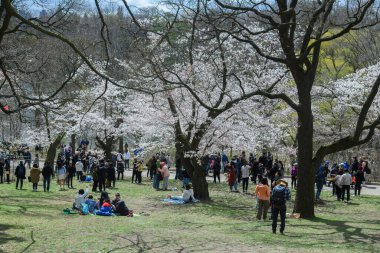 Toronto, ON, Kanada 21 Nisan 2024: İnsanlar High Park 'ta beyaz ve pembe çiçeklerle kiraz ağacı dallarının altında piknik yapıyorlar.