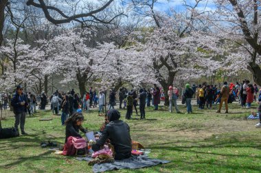Toronto, ON, Kanada 21 Nisan 2024: İnsanlar High Park 'ta beyaz ve pembe çiçeklerle kiraz ağacı dallarının altında piknik yapıyorlar..