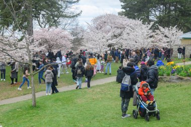 Toronto, ON, Kanada 21 Nisan 2024: High Park 'ta kiraz çiçeklerinin tadını çıkaran insanlar (ve rahatlama).