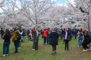 Toronto, ON, Kanada 21 Nisan 2024: High Park 'ta kiraz çiçeklerinin tadını çıkaran insanlar (ve rahatlama).