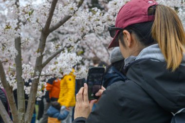Toronto, ON, Kanada 21 Nisan 2024: İnsanlar High Park 'ta beyaz ve pembe çiçekli kiraz ağacı dallarının fotoğraflarını çekiyor.