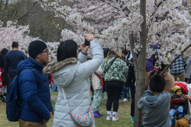 Toronto, ON, Kanada 21 Nisan 2024: İnsanlar High Park 'ta beyaz ve pembe çiçekli kiraz ağacı dallarının fotoğraflarını çekiyor.
