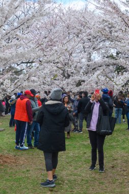 Toronto, ON, Kanada 21 Nisan 2024: İnsanlar High Park 'ta beyaz ve pembe çiçekli kiraz ağacı dallarının fotoğraflarını çekiyor.