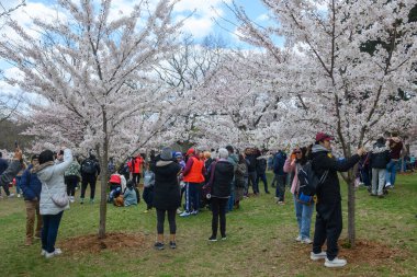 Toronto, ON, Kanada 21 Nisan 2024: İnsanlar High Park 'ta beyaz ve pembe çiçekli kiraz ağacı dallarının fotoğraflarını çekiyor.