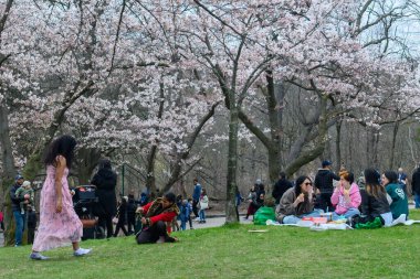 Toronto, ON, Kanada 21 Nisan 2024: İnsanlar High Park 'ta beyaz ve pembe çiçeklerle kiraz ağacı dallarının altında piknik yapıyorlar.