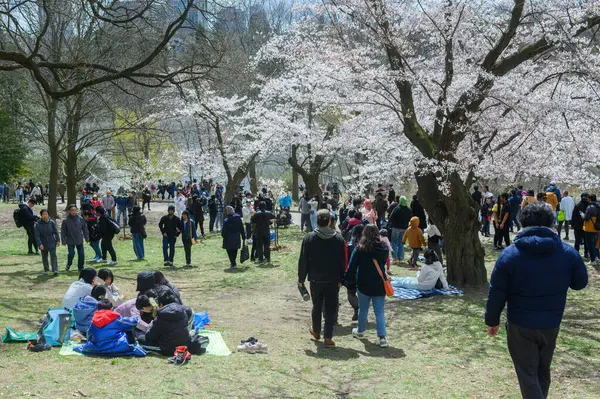 Toronto, ON, Kanada 21 Nisan 2024: İnsanlar High Park 'ta beyaz ve pembe çiçeklerle kiraz ağacı dallarının altında piknik yapıyorlar.
