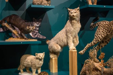 Toronto, ON, Kanada - 10 Temmuz 2024: Royal Ontario Müzesi 'ndeki Vahşi Kediler Sergisi