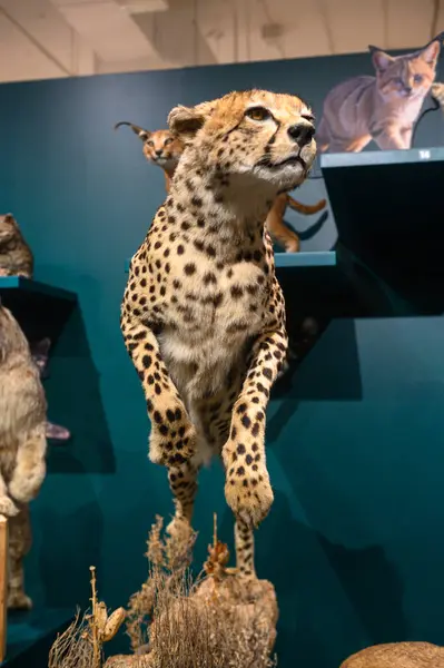 stock image Toronto, ON, Canada - July 10, 2024: View at the Wild Cats temporarily exhibition at Royal Ontario Museum