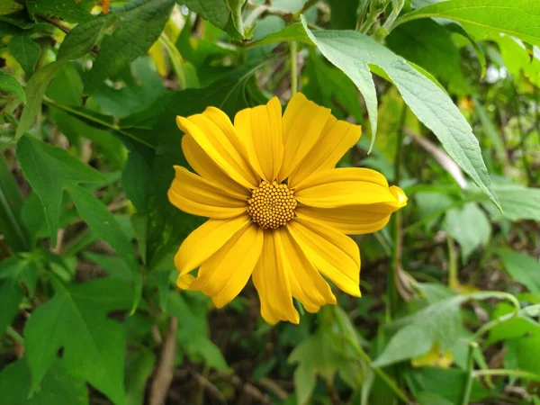 stock image Close-up of Tithonia diversifolia petals, a sunflower in bloom in the forest.