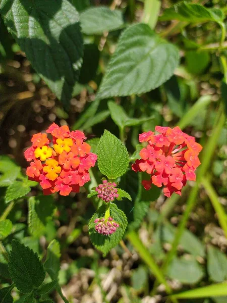 近くに赤い花や花を咲かせます サララまたはテンベレカン Lantana Camara 熱帯原産のVerbeneace開花植物の一種です — ストック写真