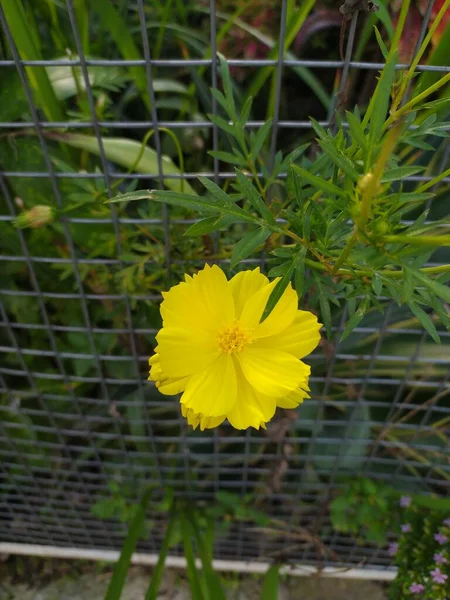 Yellow flower named Kenikir sulfur (Cosmos sulphureus)