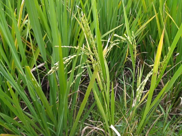 Rizs Ültetvény Reggel Parkban — Stock Fotó