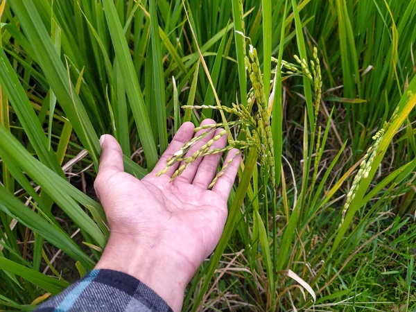 手与稻种在绿色稻草背景上 — 图库照片