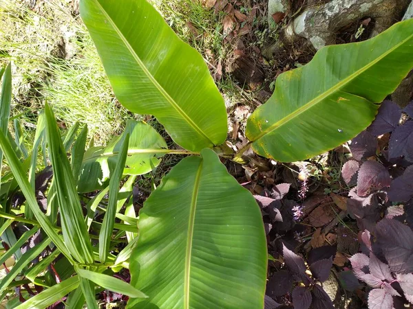 banana tree with leaves in the garden