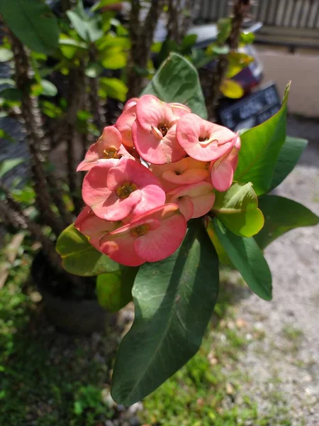 Vacker Rosa Blomma Trädgården — Stockfoto